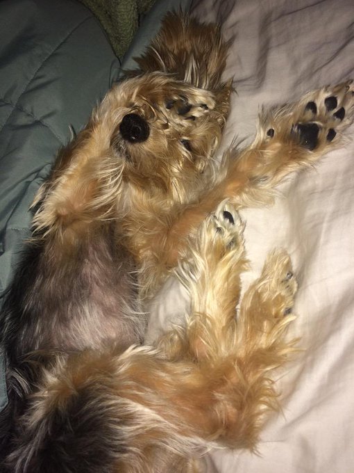 Life... Why u so hard?? 🐶😋 http://t.co/9PRBCW7wc6<a href="/tag/mindfuck"class="tags"><span>#mindfuck</span></a><a href="/tag/findom"class="tags"><span>#findom</span></a><a href="/tag/poppers"class="tags"><span>#poppers</span></a>