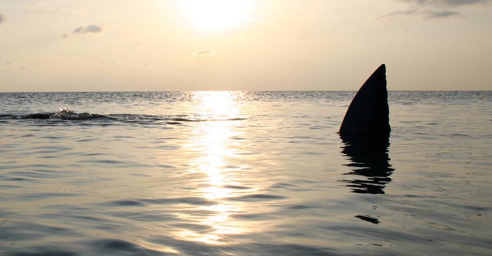 Sharks kill 6 humans a year. Humans kill 100 million sharks a year.

Learn more >> dsc.tv/Pcn4P