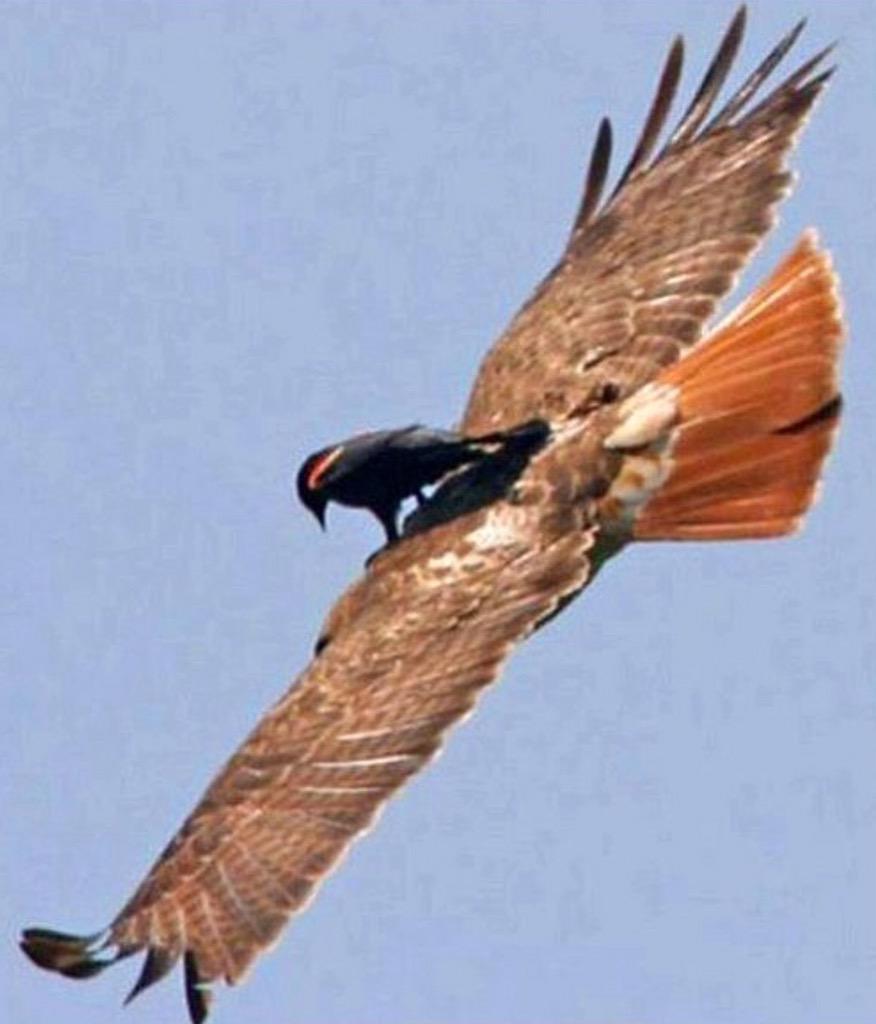 Üşengeçlik seviyem: