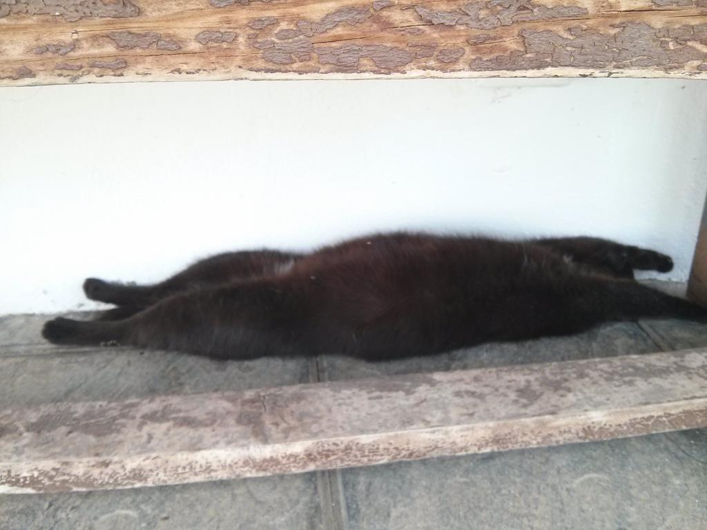 Guillesese's tweet photo. Cuando con este calor ya no sabes como ponerte... http://t.co/bR2Eg1pwN4