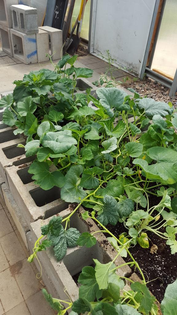 ElevaStrumFFA's tweet photo. Raised beds, the horticulture class put together, are looking good! #ES_aggies #ESFFA http://t.co/llJF0QgREc