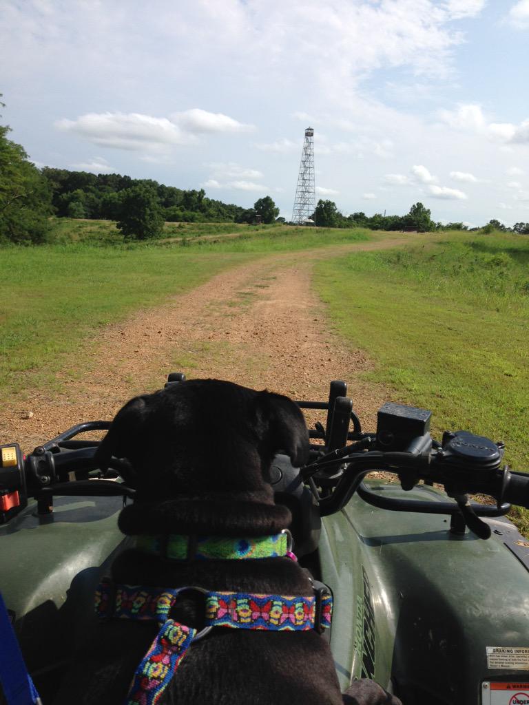 ChloeRuthThePug's tweet image. Loving the view. #pugfun #pug #puglife