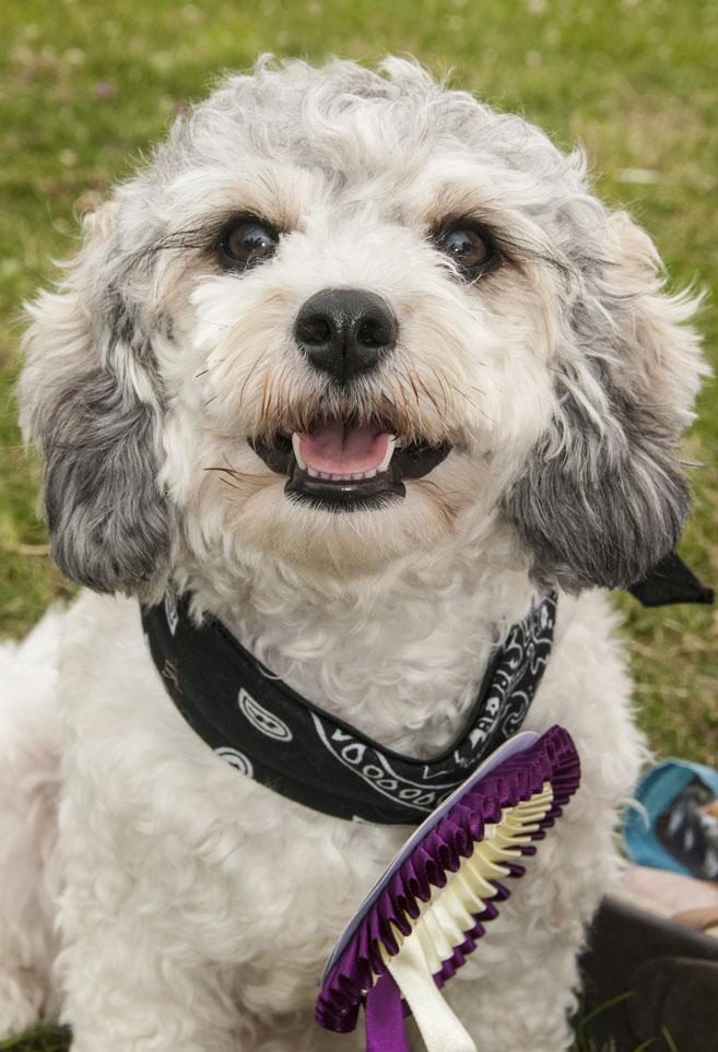 Pictures from the show coming over the next few days - here's Woody, Best in Show (Novelty classes) &amp; champion licker