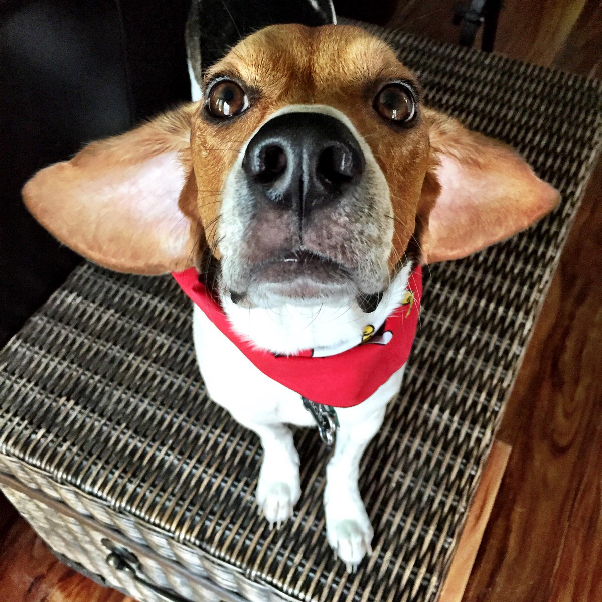 rigbythebeagle's tweet photo. My mom says I'm part Gremlin! 🐲 http://t.co/AIKxx7W5gG