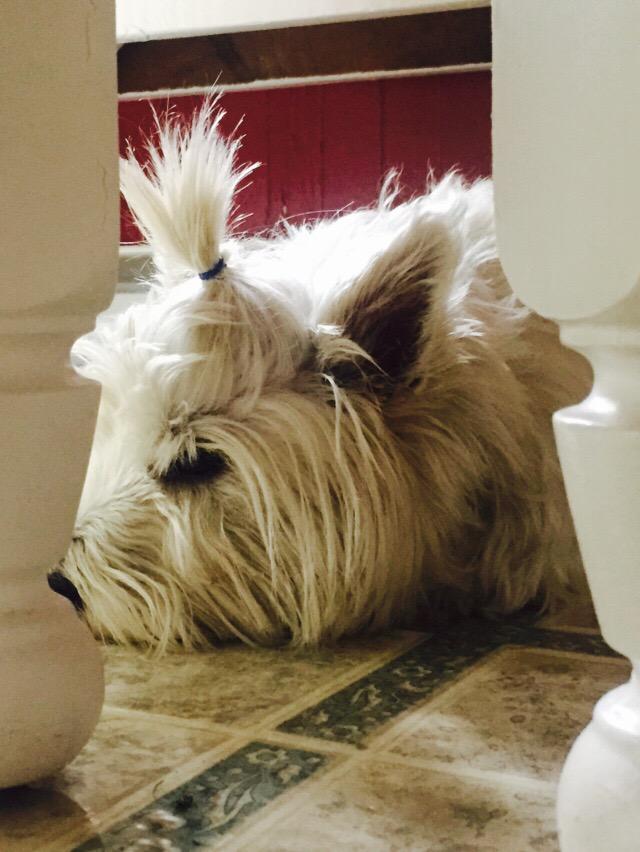 clovisgrise's tweet image. My summer hair!