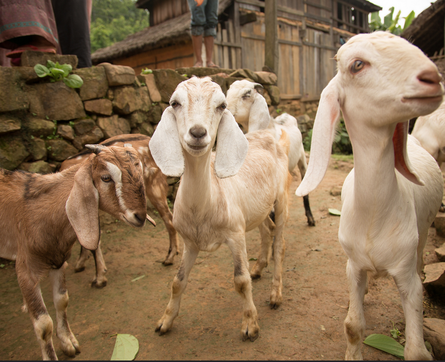 Heifer International tweet media
