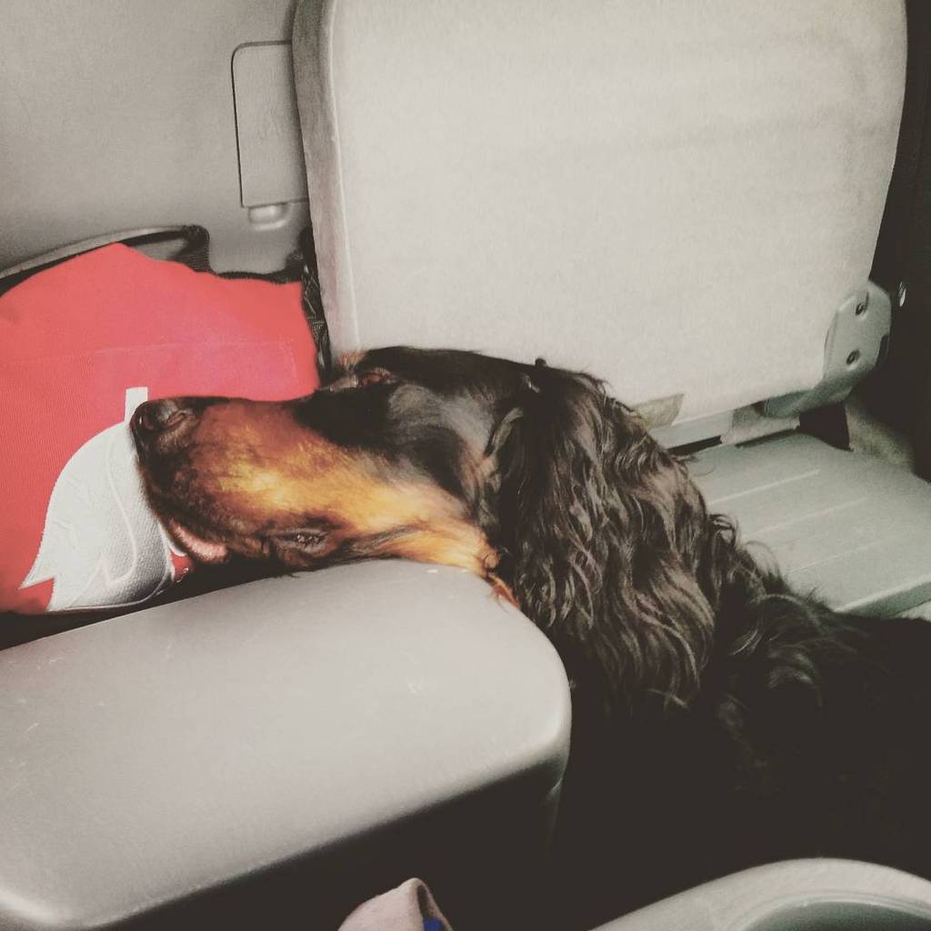 dDBlythe's tweet photo. We’re home after a fun weekend! This is how we roll in the heat #irideinside #GoCougs #gordonsetter #birddogproblems http://t.co/lgpgYStsxx