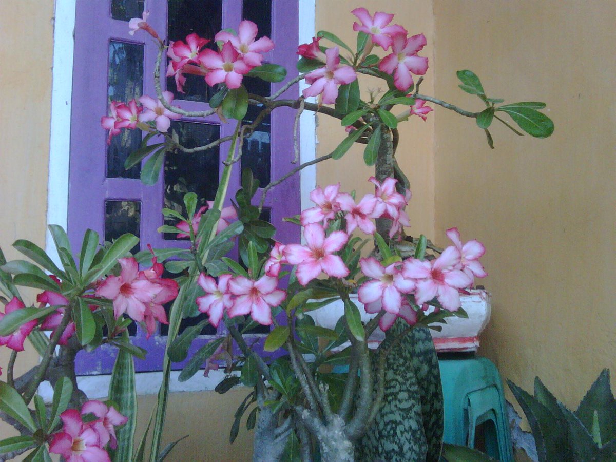 MrOneSidrap's tweet photo. BERBUNGA http://t.co/bX7ltnp95L