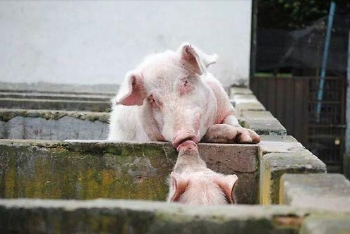 AnimaNaturalis's tweet photo. "Último adiós antes de ser llevados al matadero. Sólo tú puedes evitar este triste final". @HazteVeg http://t.co/XkiIyHHcdo