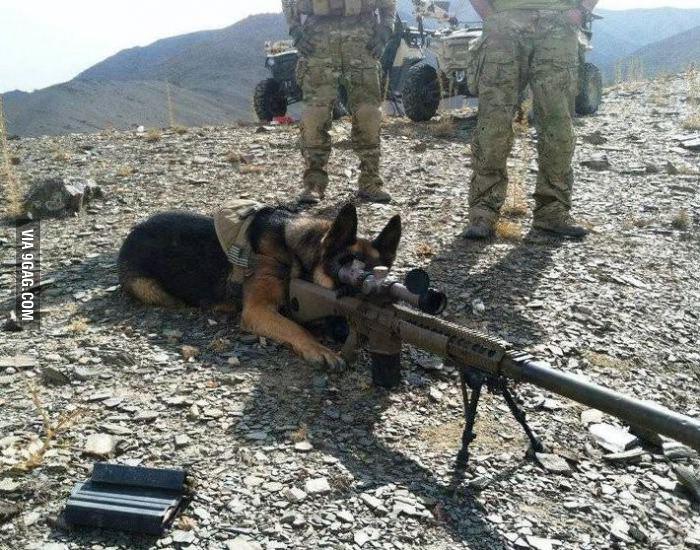 Here Kitty, Kitty, Kitty... 
9gag.com/gag/a2qqbZw?re…