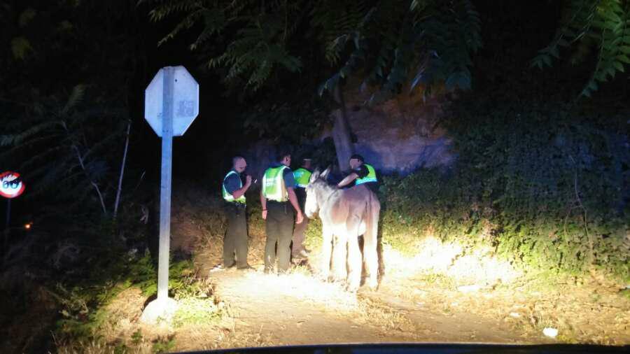 PoliciaPriego's tweet photo. Tener un animal conlleva responsabilidades. Si se deja suelto se puede incurrir en delito... 
@E112Andalucia 
@DGTes http://t.co/hCPifWr29X