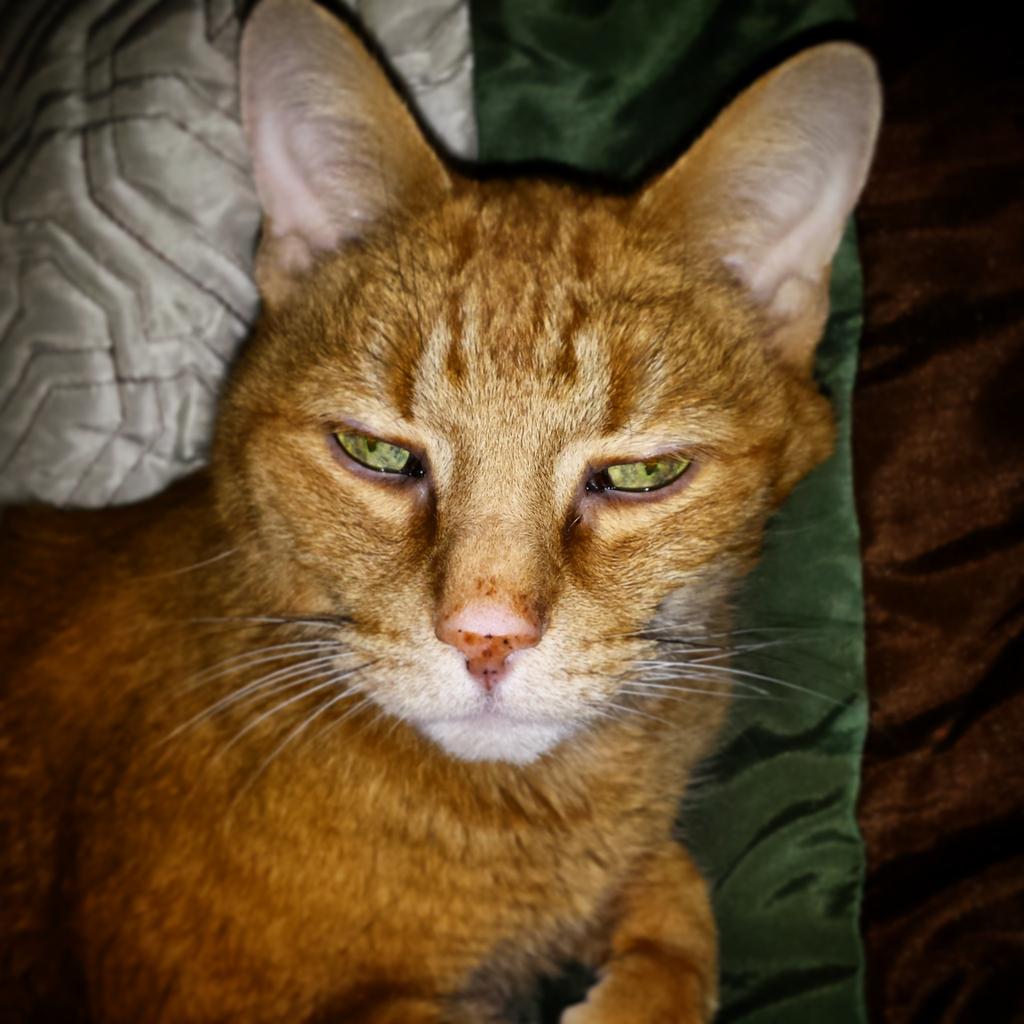 _Handicap's tweet photo. @ChelseyChrisman Kool kat http://t.co/m3rArSrD7I