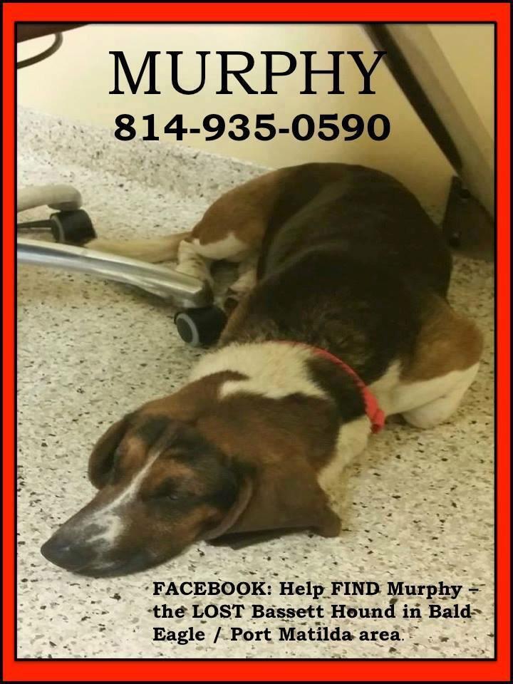 lostpetscentre's tweet photo. 4 dogs missing in the Port Matilda/Bald Eagle area. 1 Bull Dog and 2 Bassett Hounds and a Mastiff. #centrecounty http://t.co/flrtYqP2rP
