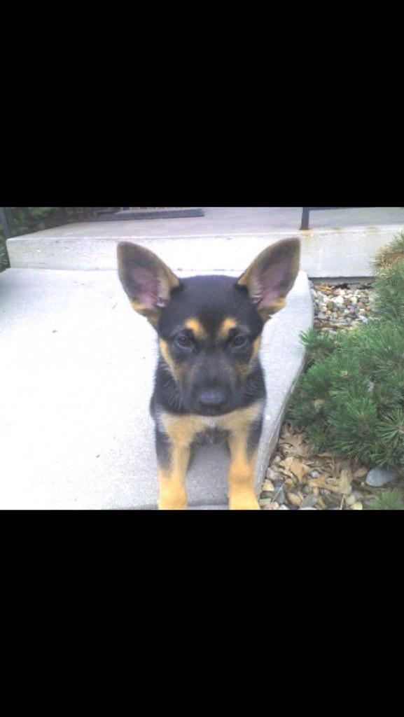 sami_scout's tweet photo. Just a little throw back @GSDLore http://t.co/sByQdFLzf3