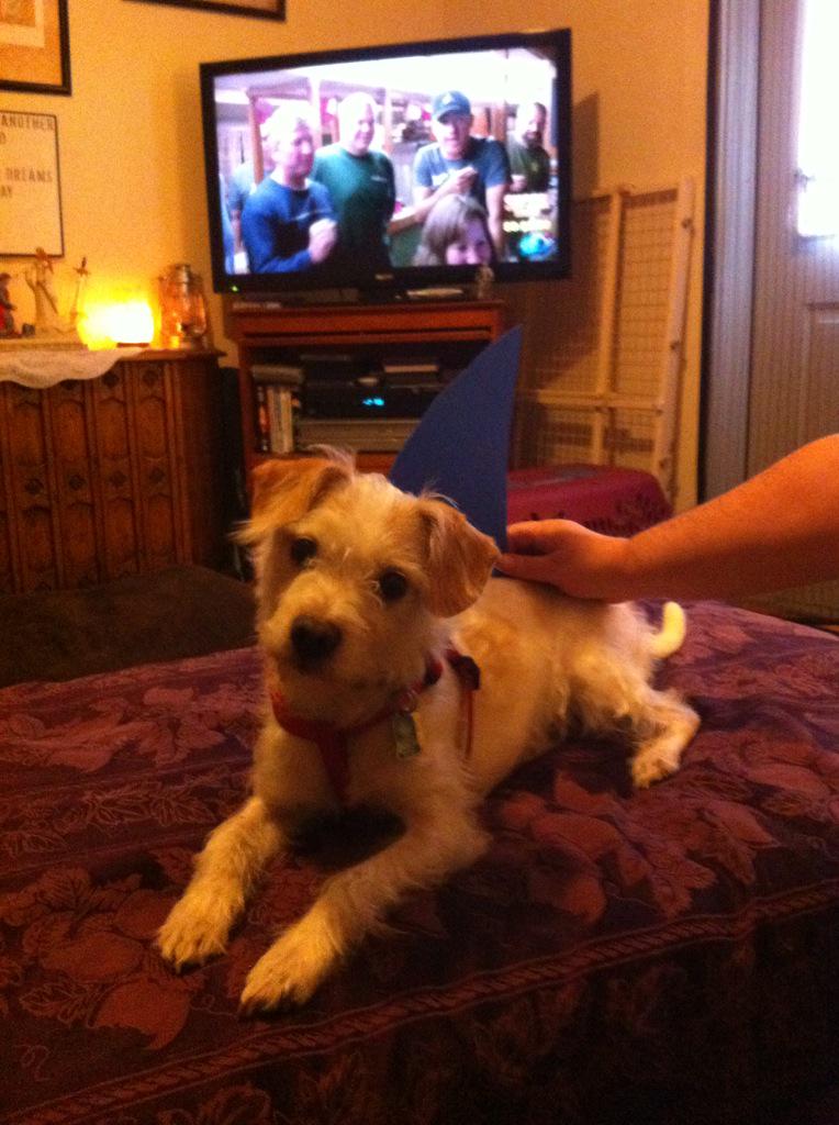 ZippyCool's tweet image. Marley's ready for #sharkweek2015! Are you?