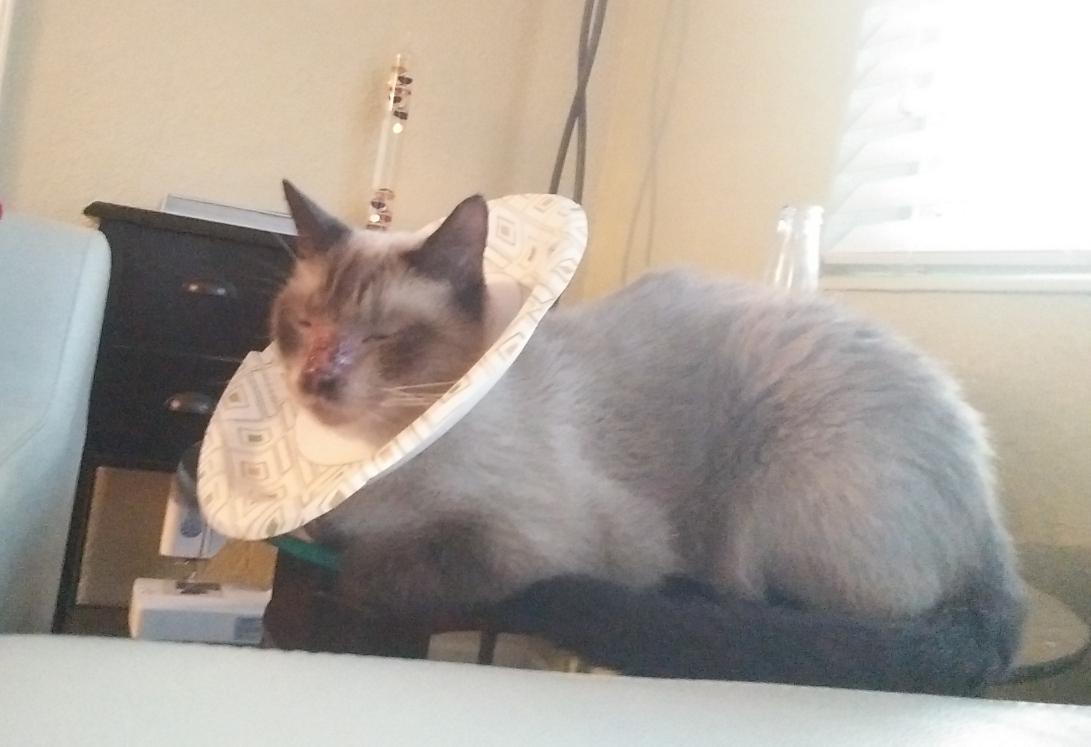 pixelhere's tweet image. .@Shark_Katharine my brah cappuccino said he wants to meet you. I reminded him his head was on a plate #sillykitteh