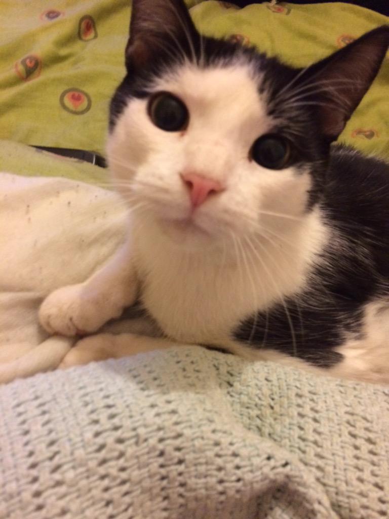 javija09's tweet photo. @catlover 💜 http://t.co/BeKmUjxk6G