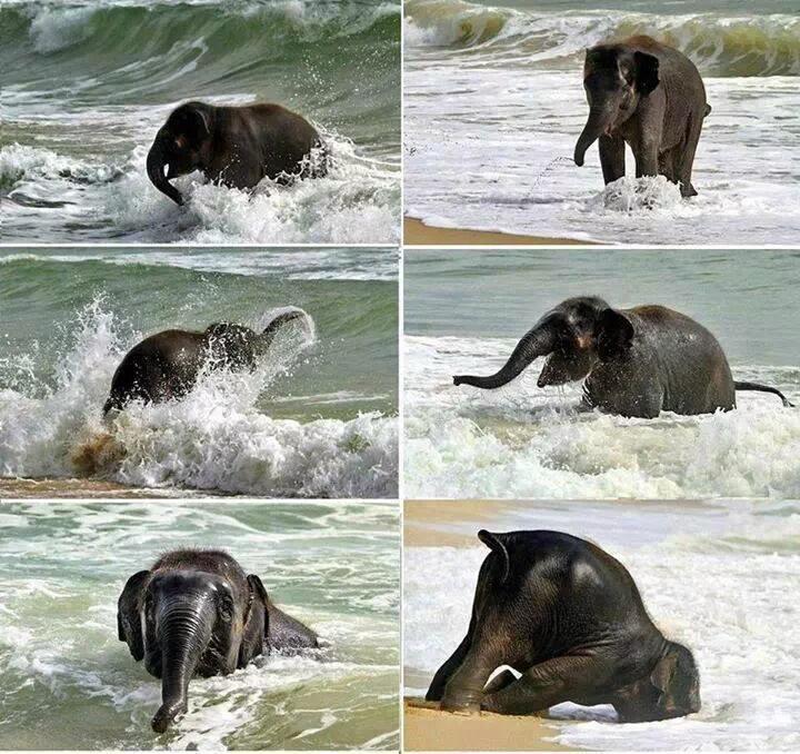 swami2005's tweet photo. Baby elephant's first outing in the beach!! @carolinavr Un divertido día de playa!!! 🌷🐘❤ http://t.co/3QXwDIgoxw