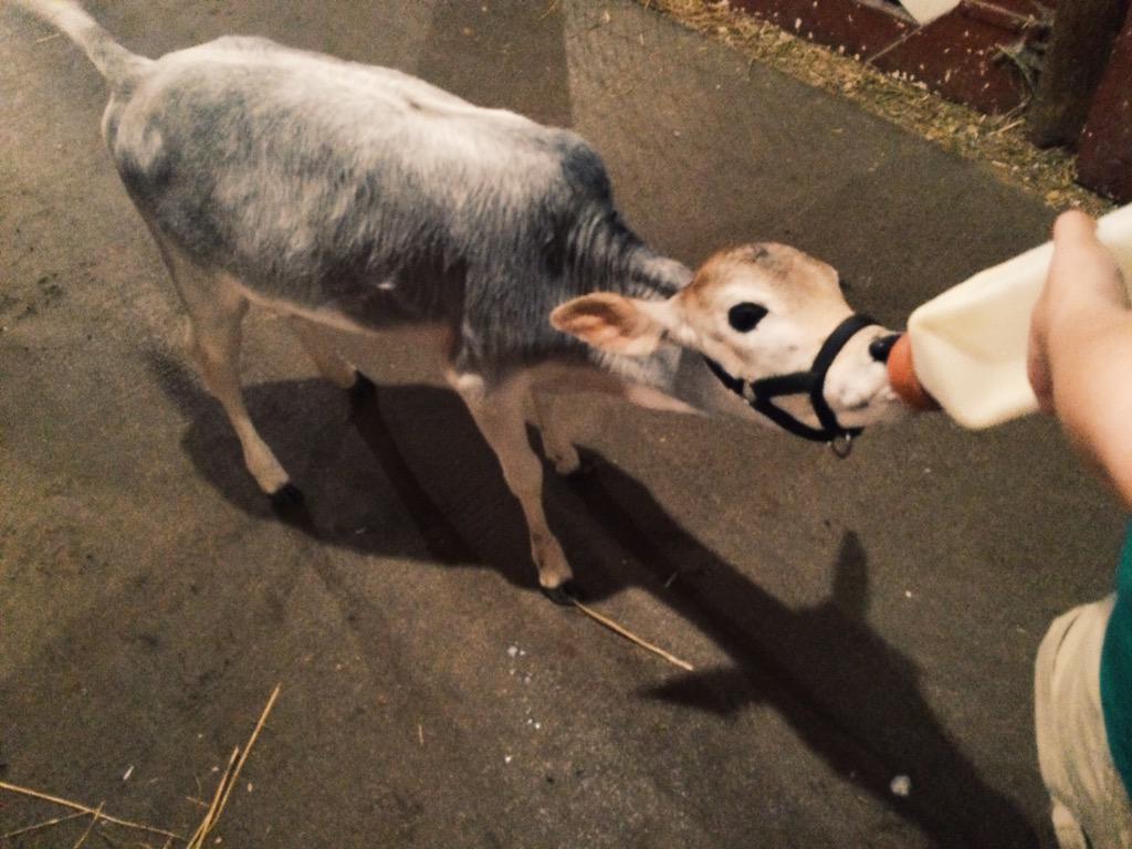 BlakeScar's tweet photo. Starburst the baby miniature zebu #BottleFeeding #DatMilk #SoCute http://t.co/1KpaMBu3w9