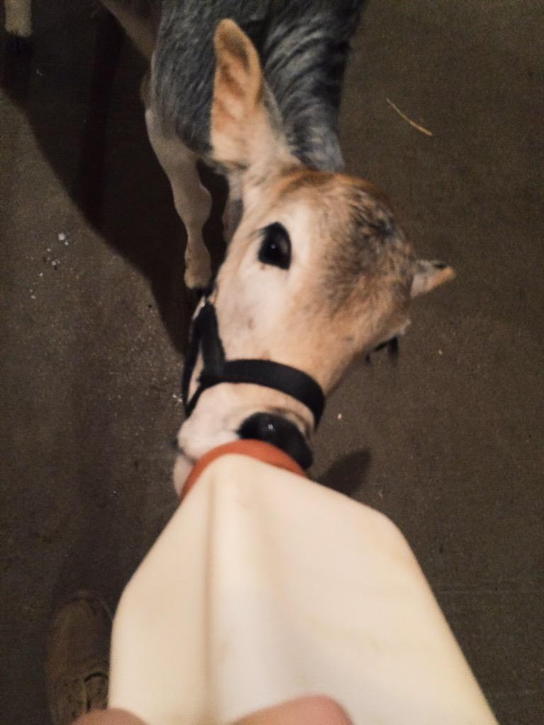 BlakeScar's tweet photo. Starburst the baby miniature zebu #BottleFeeding #DatMilk #SoCute http://t.co/1KpaMBu3w9