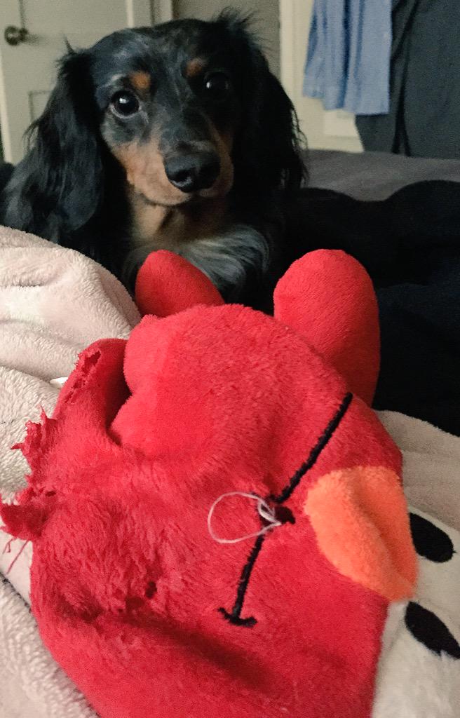 Tucker10912's tweet photo. Elmo and I are besties. #dachshund #weenlife #playfetchwithme http://t.co/RHKcCF829E