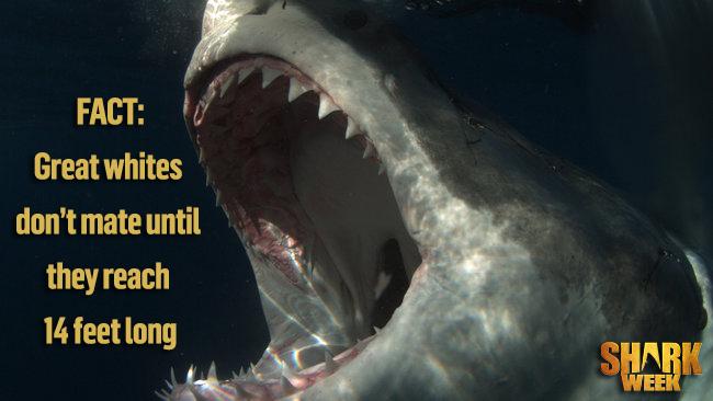 Surveying the size range of sharks here might determine if this is a breeding ground. #GhostCage