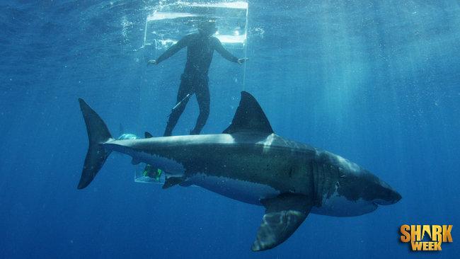 In a black suit &amp; flippers in the #GhostCage, Dickie looks like a seal, aka perfect meal for a hungry great white.