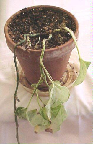 HeavenTouch_'s tweet image. WATER THOOOOSE