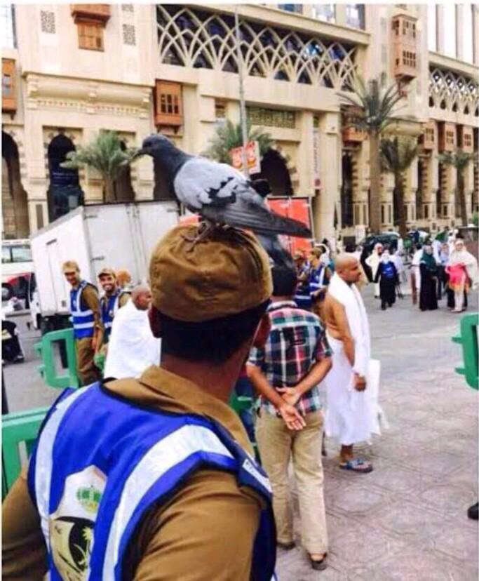 amsd9991's tweet photo. حمامه تقف على رأس رجل الامن في ساحة الحرم http://t.co/oM8oPKQphF
