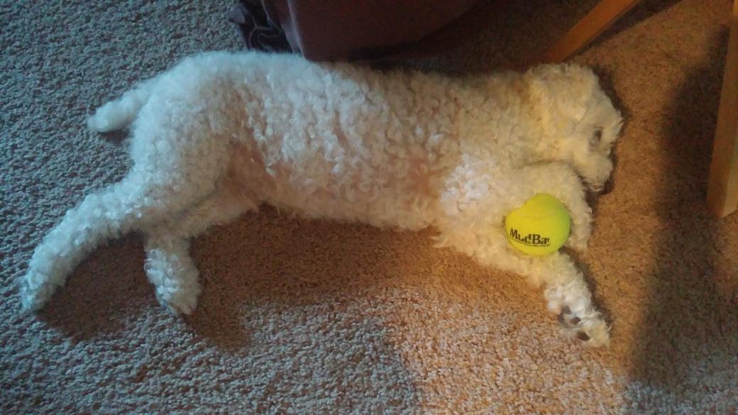 NicolePhelps's tweet photo. Thank you to @MudBay  for Puck's 4th of July gift from the LO parade!!! http://t.co/Nj5GyzL8Cp
