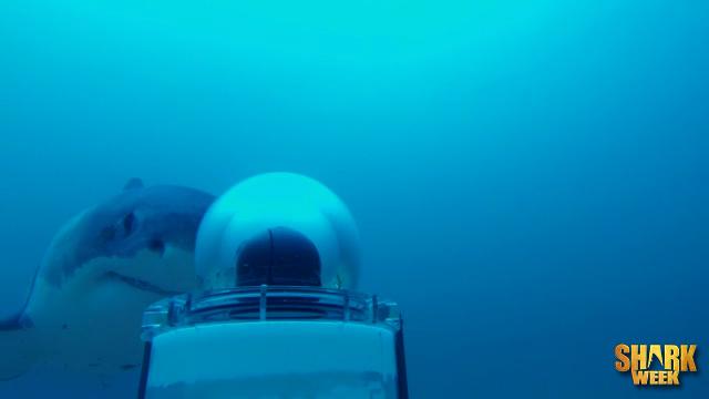 It’s possible that the circling sharks were attracted to shark spy cam because of its electric signals.