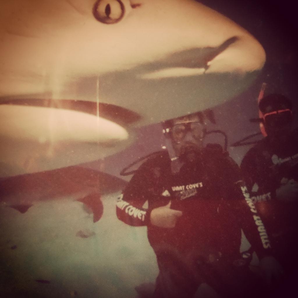 DehnerMaurer's tweet photo. #sharkweek #ddsharkweek #dehnermaurer.com http://t.co/XGkMtZaJsa
