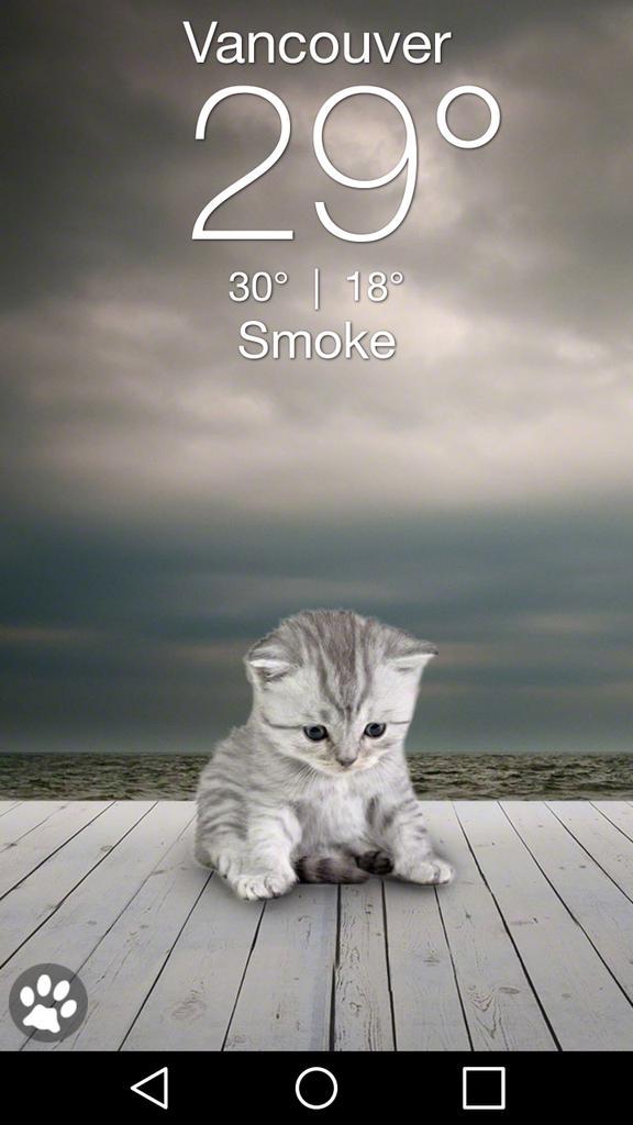 onefood's tweet photo. This weather kitty is fitting #firehaze #smoke #secheltbc http://t.co/9yK6BxJYaL