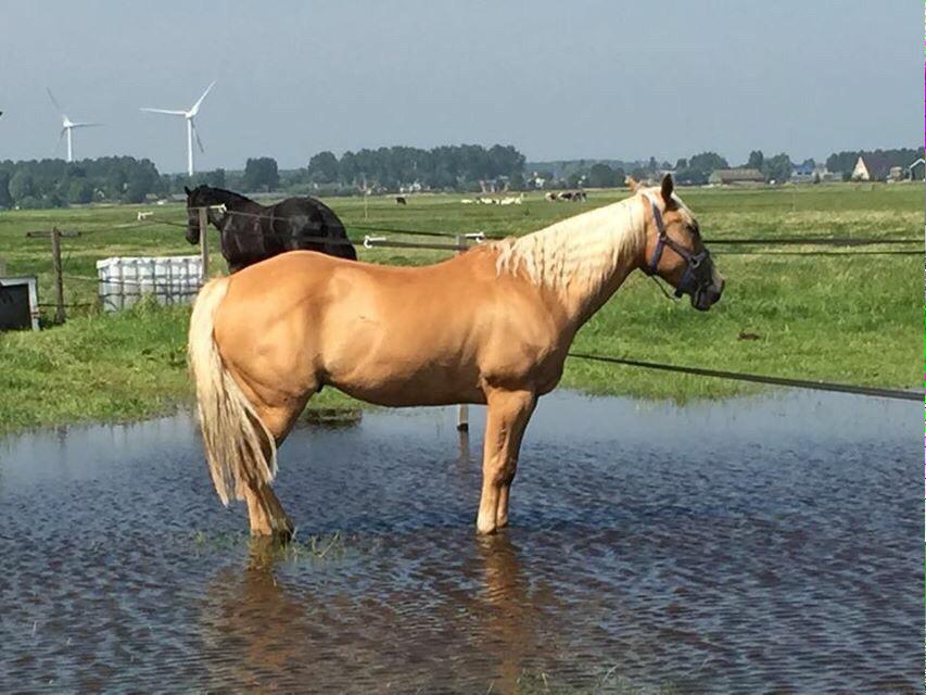 DeNieuweUithof's tweet image. #summer #HowtoPerfect #HorseHour #waterpret #GetFree