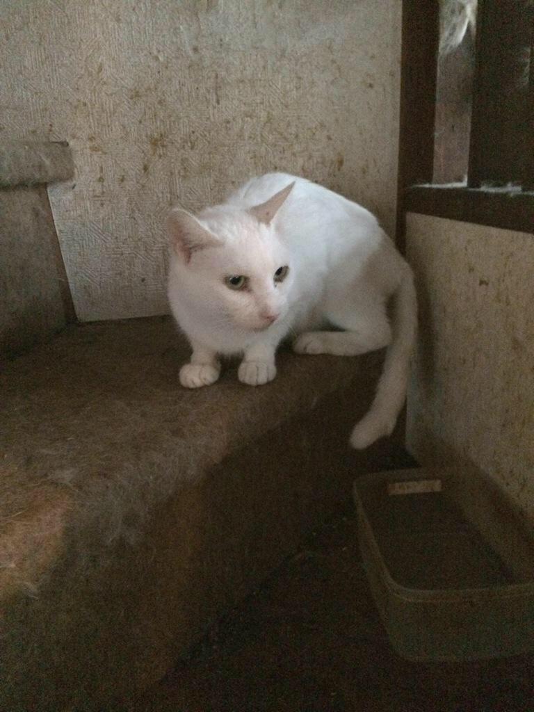 clavisken's tweet photo. #緊急 #東京 #北区 #猫
#一時預かり #一時保護 急募！！！
#多頭崩壊

猶予2日！！
東京都のセンターは処分の為には収容するが、保護する場所はないと…
➡︎https://t.co/toA8SHXp5n

#東京都 #殺処分 http://t.co/jv9CTG845v