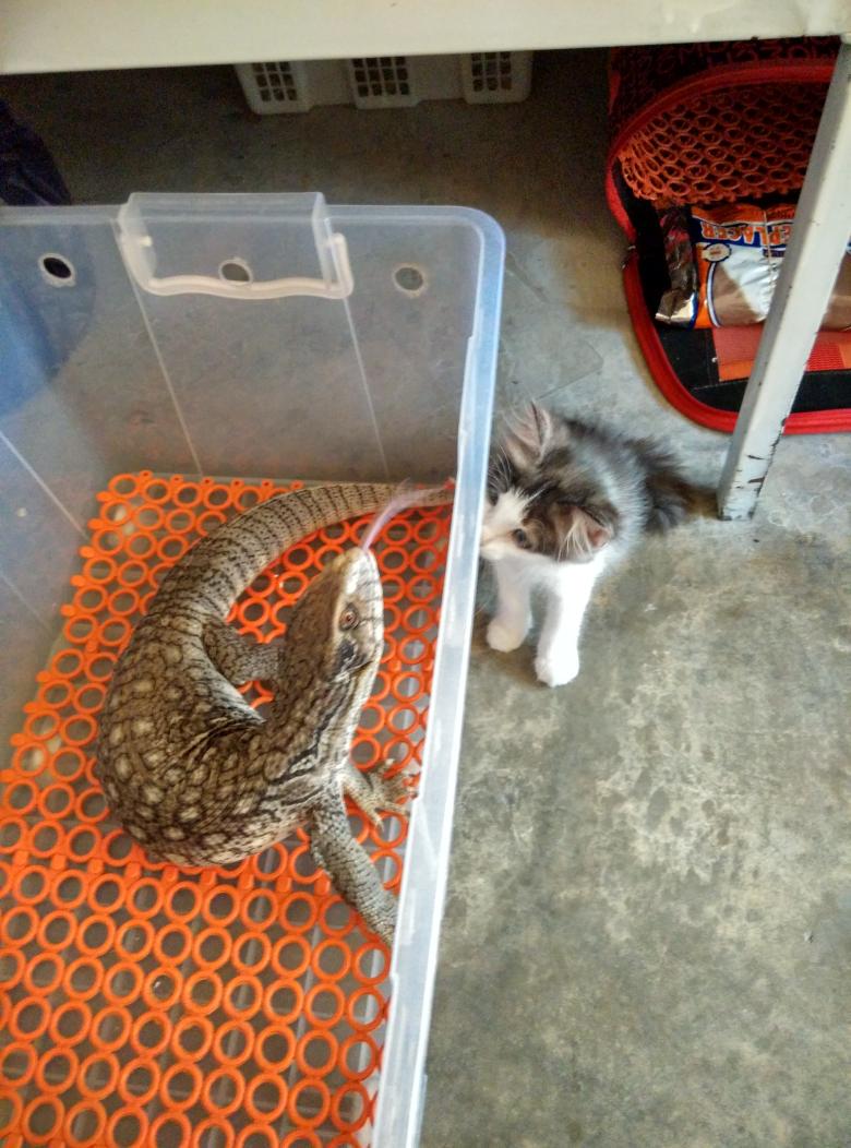 HkmNordin's tweet photo. Say goodbye peneng... Besok nk balik rawang dah..
#sikucing
#sibiawak http://t.co/wYz2KAvEXp