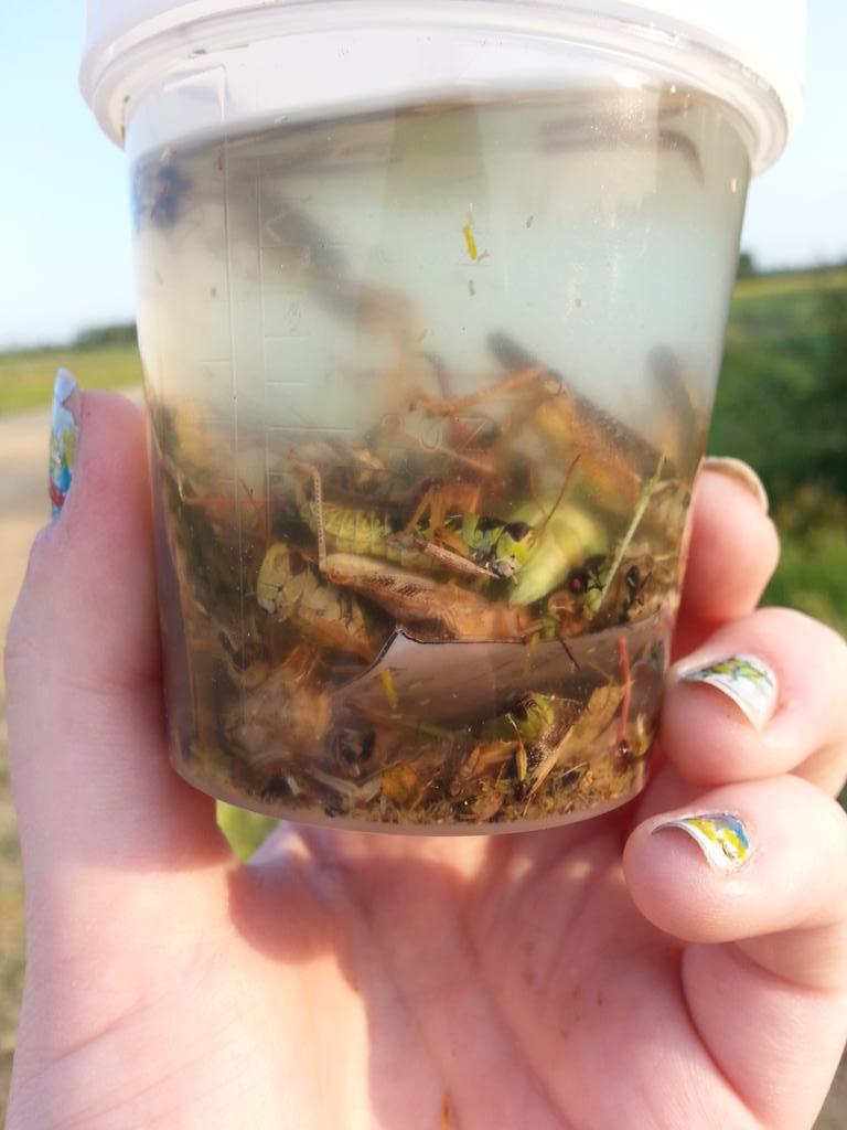 buggyhunter93's tweet photo. Collecting some grasshopper sweeps for 2015 Peace #Canola Survey! http://t.co/aF7SY5XYvf