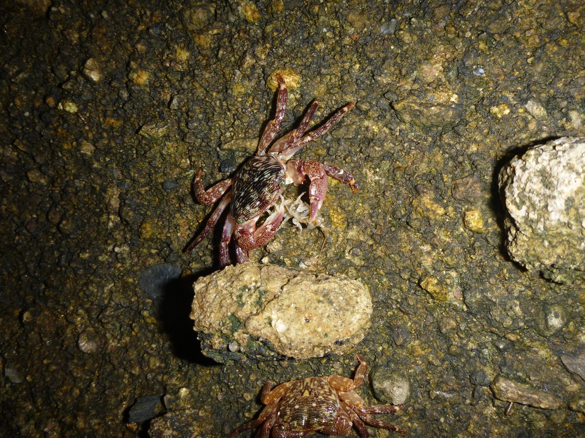 drjaylow's tweet photo. No love lost w/in the Malacostraca. Pachygrapsus crabs eat Ligia isopods when possible. #whatinvert http://t.co/GEHdcUVHwK