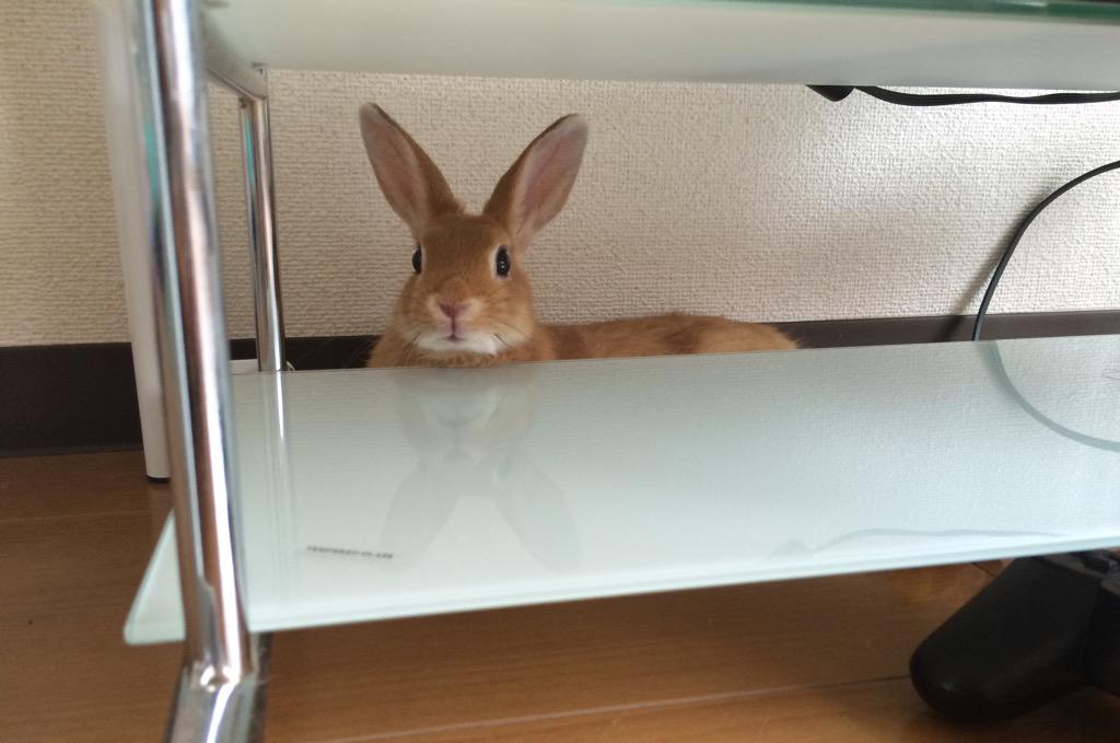 Qumuni's tweet photo. ひょっこり🐰💟💟 http://t.co/9qkamc07ej