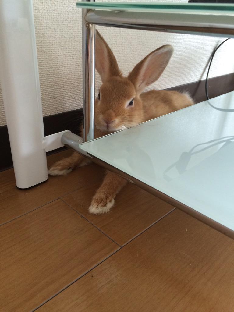Qumuni's tweet photo. そこで寝るのかよ〜 http://t.co/8kmzQ62G6z