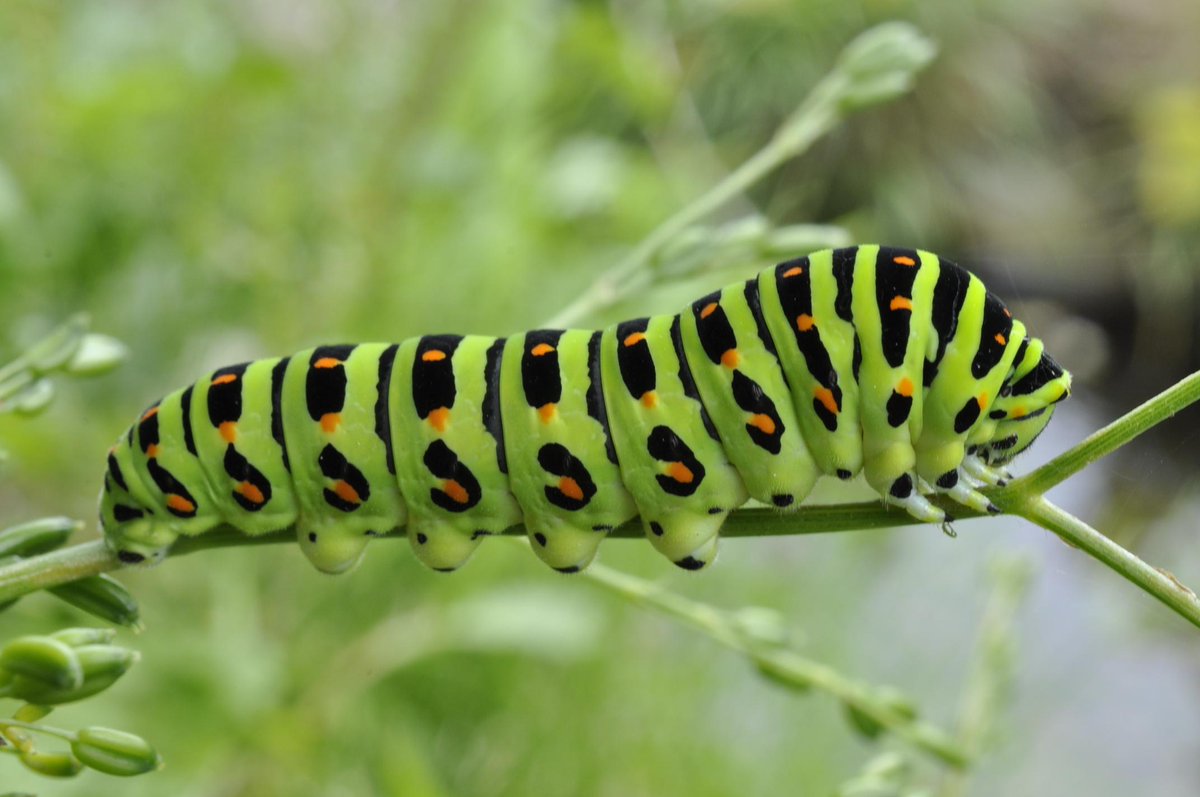 新潟市水族館マリンピア日本海 キアゲハ幼虫 にいがたフィールド チョウ目 アゲハチョウ科 アゲハチョウ 属 開張 成虫の開翅幅 80 110mm 全国 幼虫の食草はセリ科 写真は わき水 脇のミツバ茎上の5齢幼虫 全長40 程 マリンピア日本海 新潟