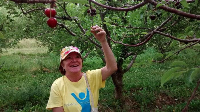 HDG volunteers helped harvest 14 boxes of cherries (242 pounds) for donation to food bank and teen shelter.
