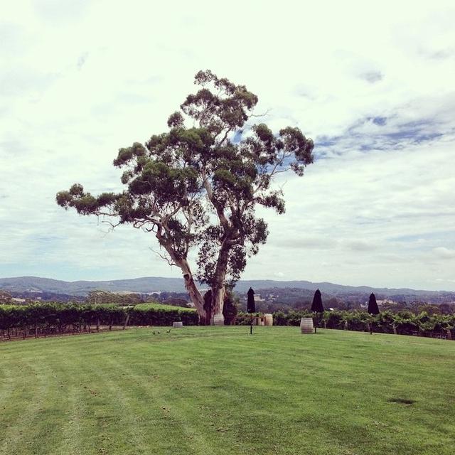Spending the day at #NepentheWines #AdelHills