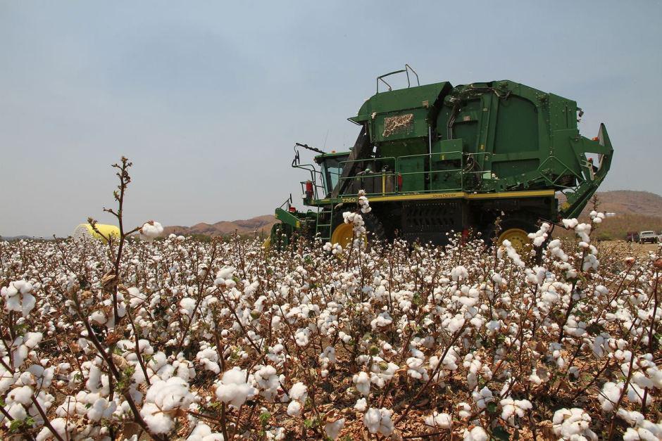 One of Australia's largest beef companies Stanbroke plans to develop a $200m cotton farm Qld ab.co/1JPQyFH