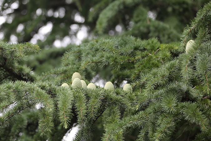 tohoku_univ_med's tweet photo. 【Today's Photo July 6th】 図書館わきのヒマラヤスギに、今年もたくさんの実がなっています。この実はちいさい子どもたちに「おばけのたまご」と呼ばれ、親しまれているようです。 http://t.co/H6wvSfzfmL