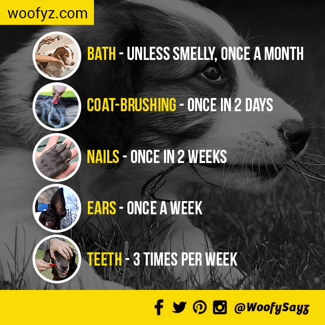 WoofySayz's tweet photo. #woofySayz Here are some tips on Pet grooming #dogsofinstagram #
#doglovers #dog #dogsoftwitter #qanda #cuteanimals http://t.co/cAhmTf4ax8