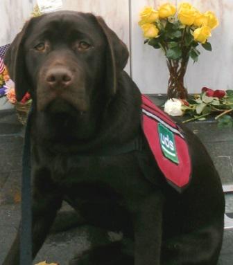 Meet Deora, a 16-month-old lab in training to become a UDSF service dog. goo.gl/uQxEeD #UDSservicedogs