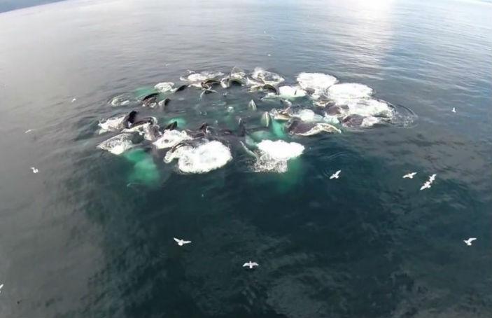 Een dronevlucht boven een grote groep walvissen levert fantastische beelden op dlvr.it/BRGsvZ