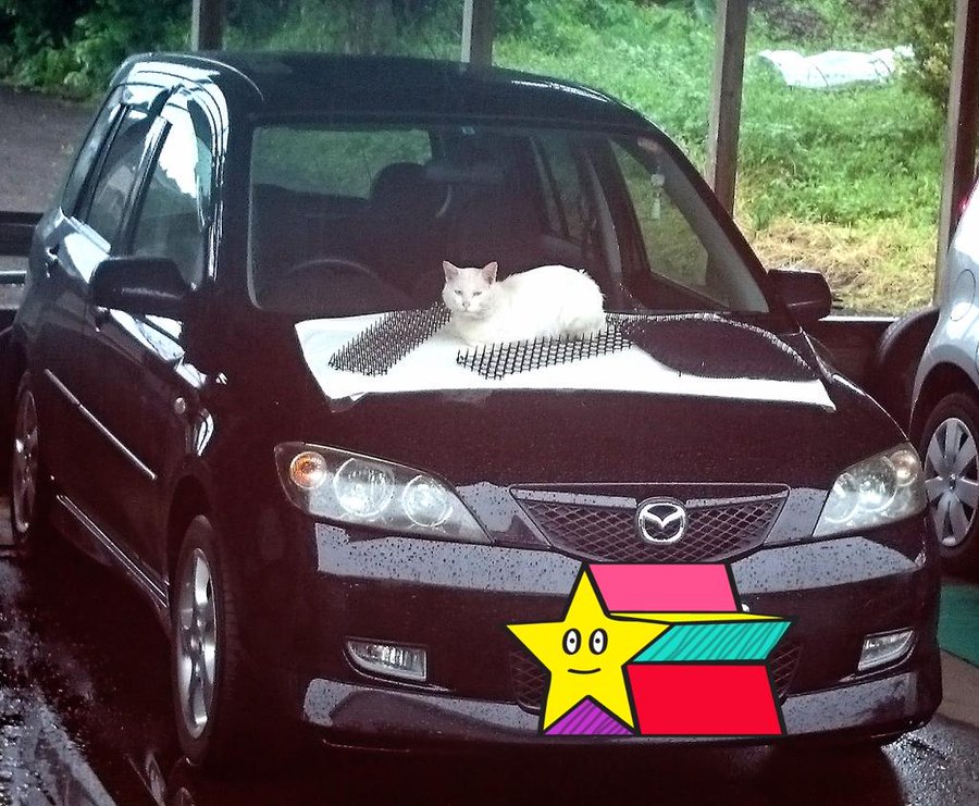 野良猫が車のボンネットに乗って傷を付ける 猫よけ対策どうすればいいの お庭きれい相談室
