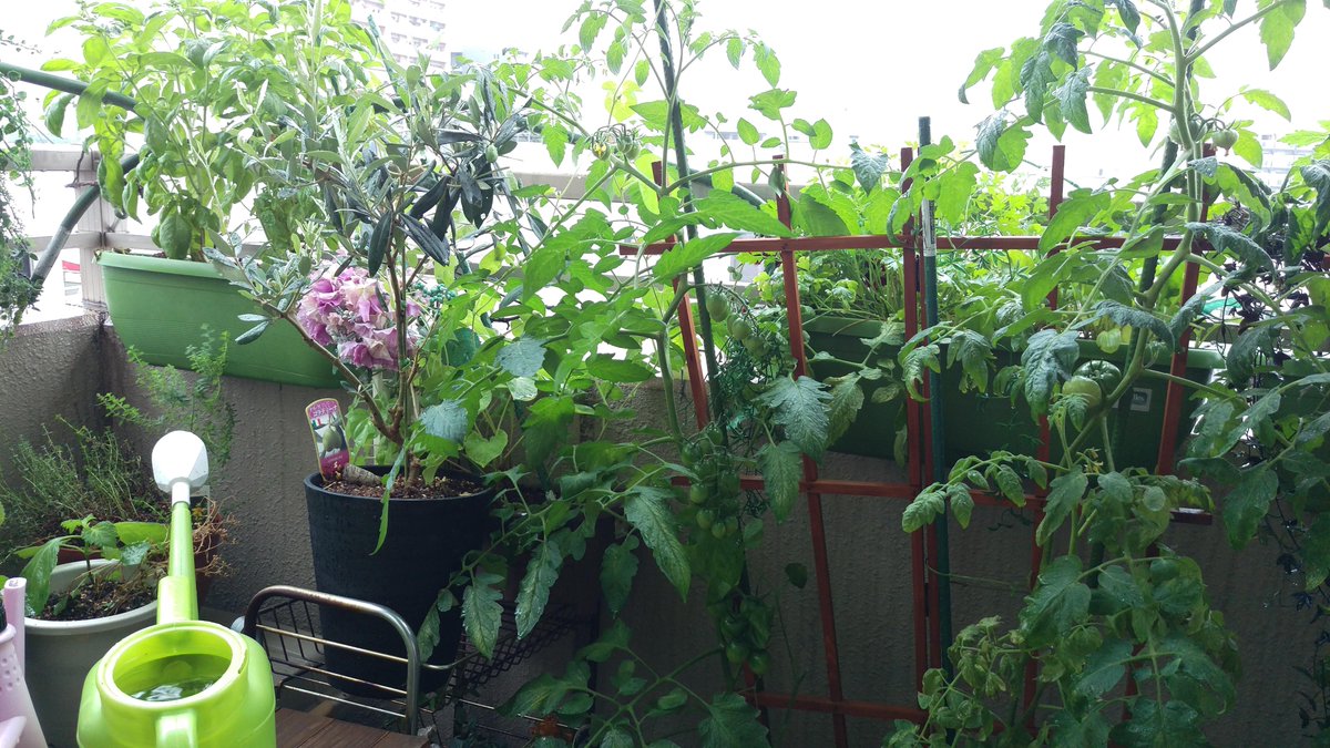 Tweet アブラムシ撃退 予防 対策 無農薬 農薬散布による駆除方法 家庭菜園を守る Naver まとめ